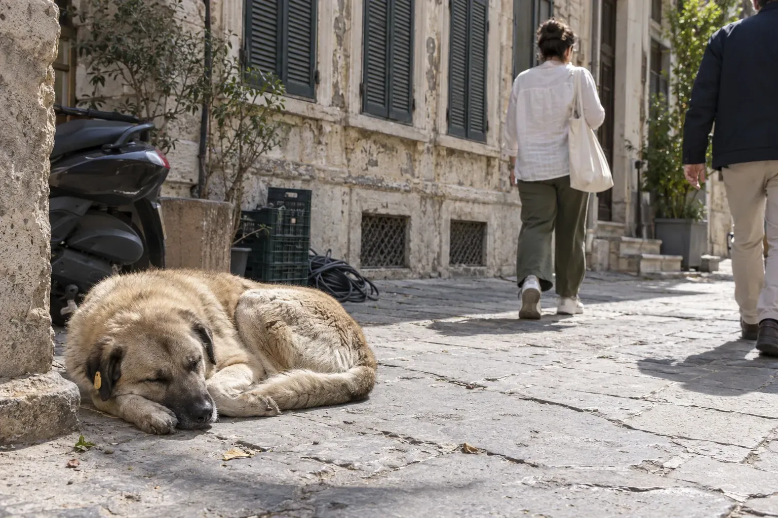 David Djaiz et les chiens de Constantinople : pourquoi ce massacre de 1910 compte, et ce que son roman en dit